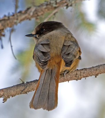 Siberian Jay (Perisoreus infaustus) 