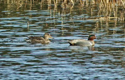 Green-winged Teal (Anas crecca carolinensis)