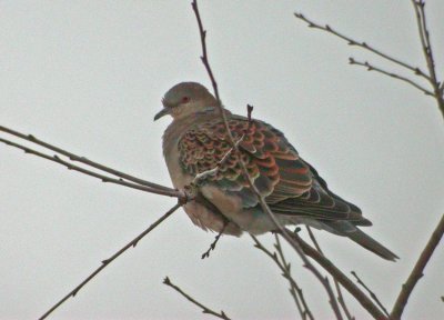 Rufous Turtle Dove (Streptopelia orientalis)