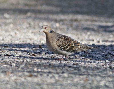 Rufous Turtle Dove (Streptopelia orientalis)