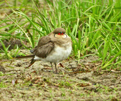 Collared Pratincole (Glareola pratincola)