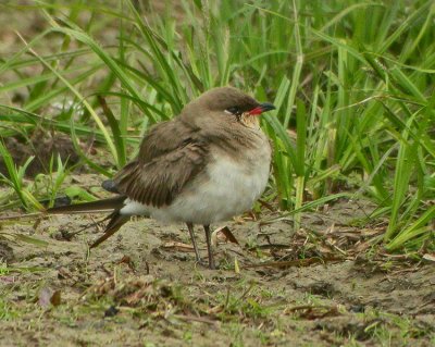 Collared Pratincole (Glareola pratincola)
