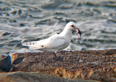 Ivory Gull (Pagophila eburnea)