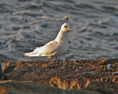 Ivory Gull (Pagophila eburnea)