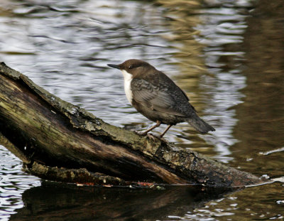 Dipper (Cinclus cinclus)
