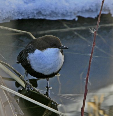Dipper (Cinclus cinclus)