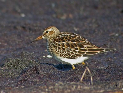 Pectoral Sandpiper (Calidris melanotos)