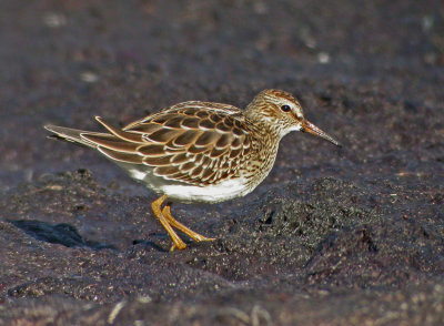 Pectoral Sandpiper (Calidris melanotos)