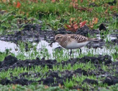 Bairdīs Sandpiper (Calidris bairdii)