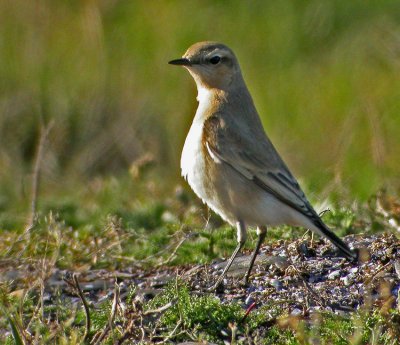 Isabelline Wheatear (Oenanthe isabellina)