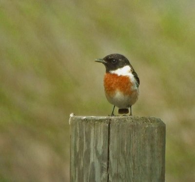 Stonechat (Saxicola torquata)