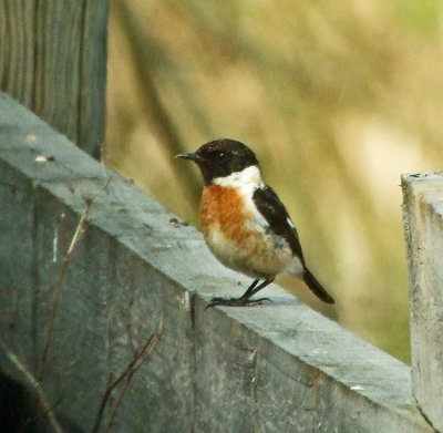Stonechat (Saxicola torquata)