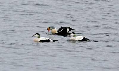 King Eider (Somateria spectabilis)
