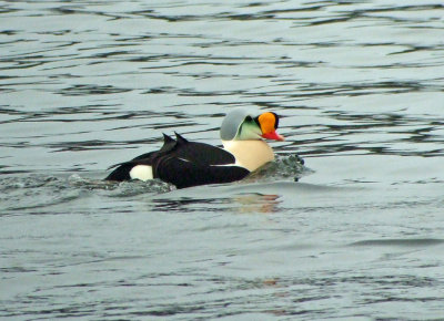 King Eider (Somateria spectabilis)