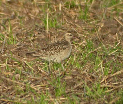 Little Whimbrel (Numenius minitus)