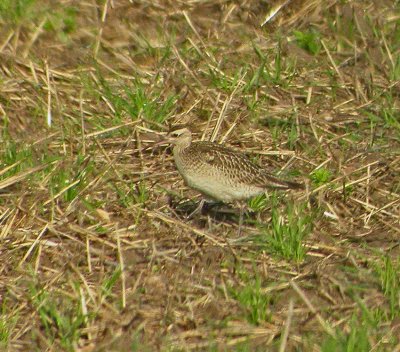 Little Whimbrel (Numenius minitus)