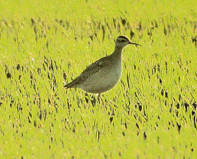 Little Whimbrel (Numenius minitus)