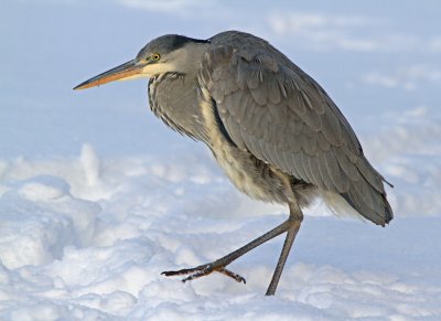 Grey Heron (Ardea cinera)