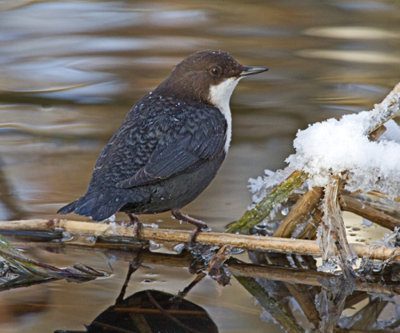 Dipper (Cinclus cinclus)