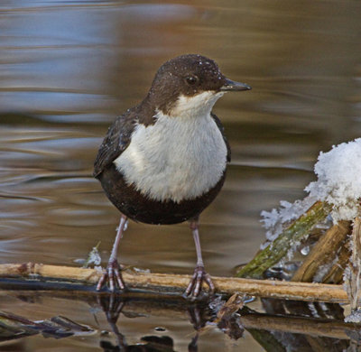 Dipper (Cinclus cinclus)