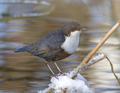 Dipper (Cinclus cinclus)