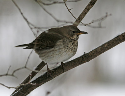 Black-throated Thrush (Turdus ruficollis)