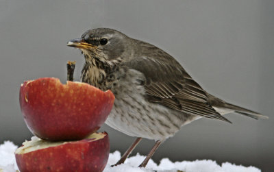 Black-throated Thrush (Turdus ruficollis)