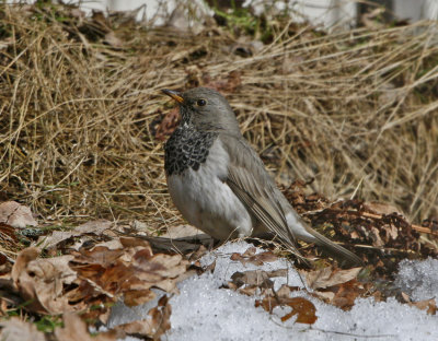 Black-throated Thrush (Turdus ruficollis)