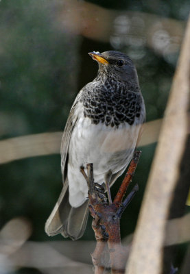 Black-throated Thrush (Turdus ruficollis)