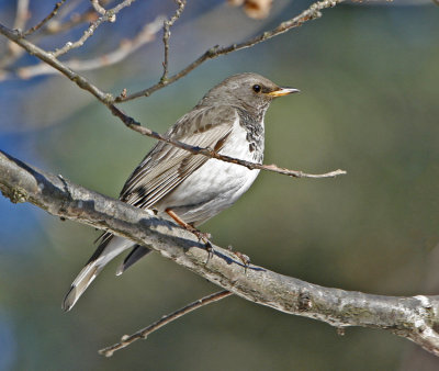 Black-throated Thrush (Turdus ruficollis)