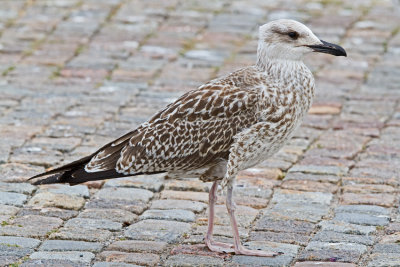 Herring Gull (Larus michahellis)