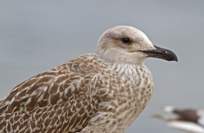 Herring Gull (Larus michahellis)