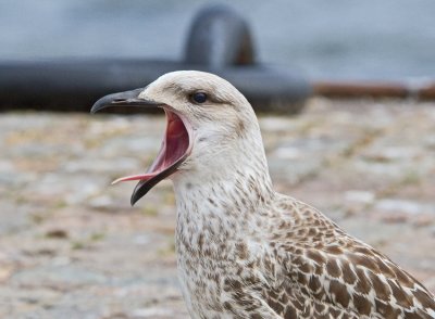 Herring Gull (Larus michahellis)