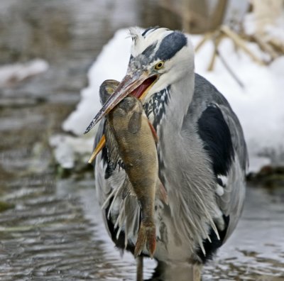 Grey Heron (Ardea cinera)