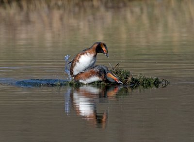 Slavonian Grebe (Podiceps auritus)