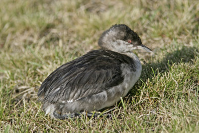 Slavonian Grebe (Podiceps auritus)