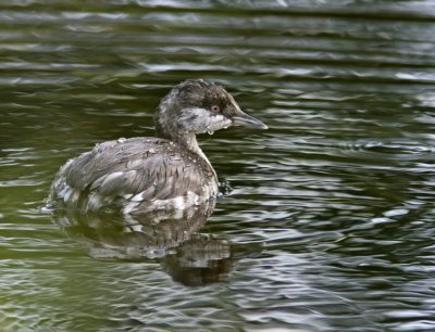 Slavonian Grebe (Podiceps auritus)