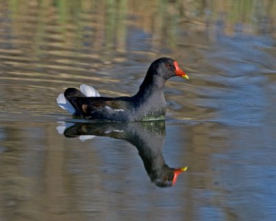 Moorhen (Gallinula chloropus)