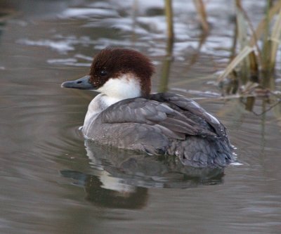 Smew (Mergellus albellus)