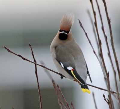 Waxwing (Bombycilla garrulus)