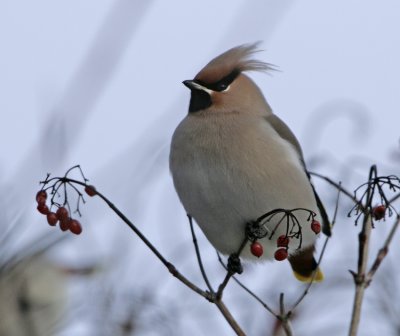 Waxwing (Bombycilla garrulus)