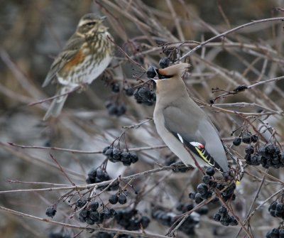 Waxwing (Bombycilla garrulus)