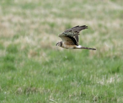 Pallid Harrier (Circus macrourus)