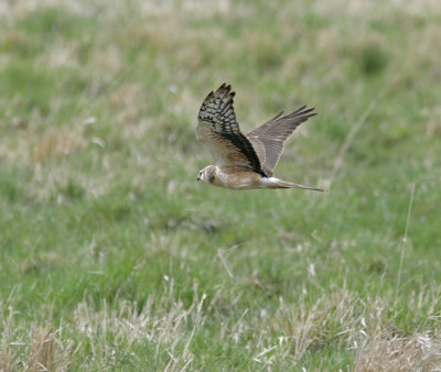 Pallid Harrier (Circus macrourus)