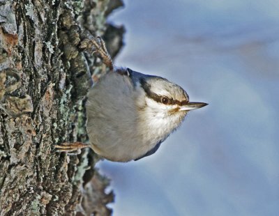 Nuthatch (Sitta europaea)