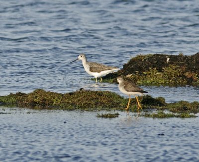 Lesser Yellowlegs (Tringa flavipes)