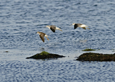 Lesser Yellowlegs (Tringa flavipes)