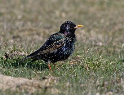 Starling (Sturnus vulgaris)