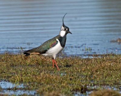 Lapwing (Vanellus vanellus)