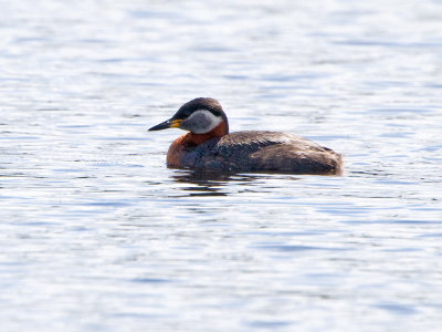 Red-necked Grebe (Podiceps grisegena)